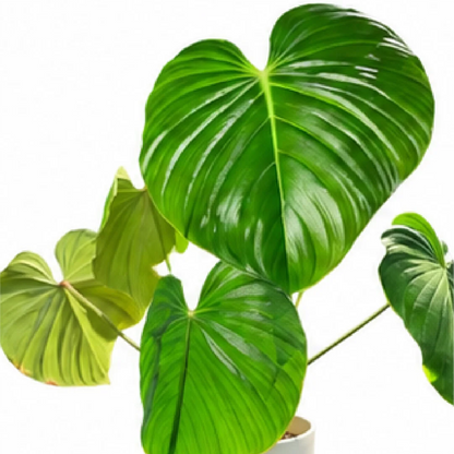 Philodendron Nangaritense – Tissue Culture