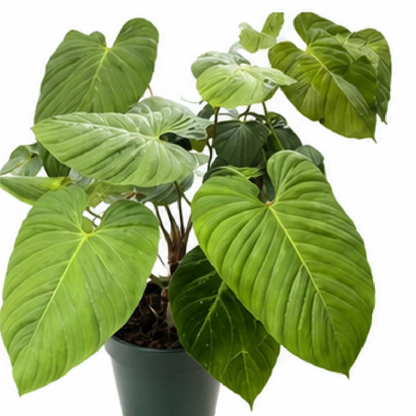 Philodendron Nangaritense – Tissue Culture
