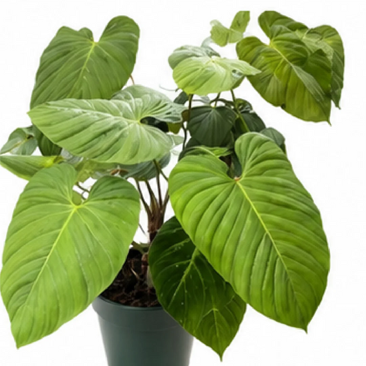 Philodendron Nangaritense – Tissue Culture