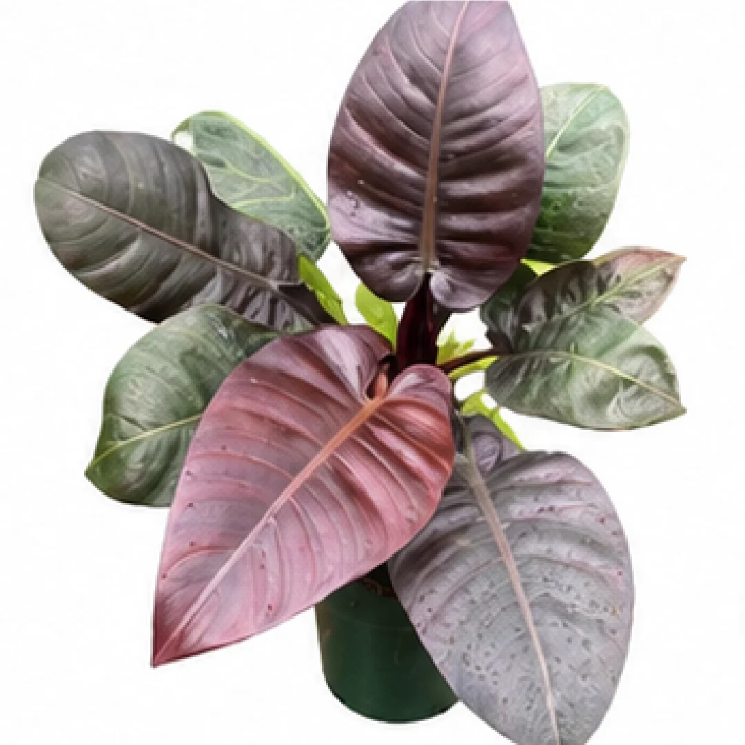 Philodendron Black Cardinal – Tissue Culture