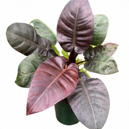Philodendron Black Cardinal – Tissue Culture