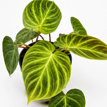 Philodendron Verrucosum (Netherlands) – Tissue Culture