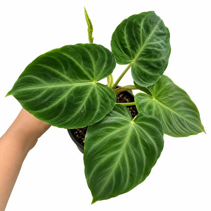 Philodendron Verrucosum (South America) – Tissue Culture
