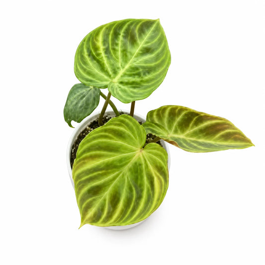 Philodendron Verrucosum (South America) – Tissue Culture