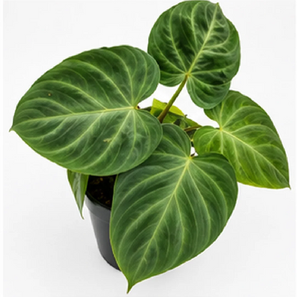 Philodendron Verrucosum (Netherlands) – Tissue Culture