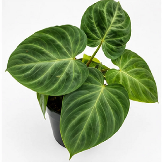 Philodendron Verrucosum (Netherlands) – Tissue Culture