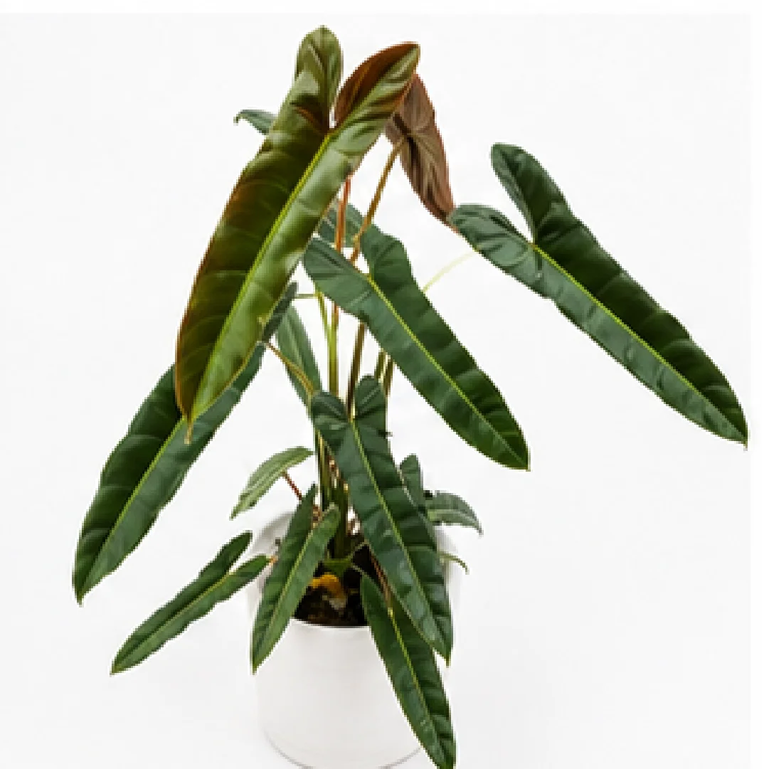 Philodendron Atabapoense – Tissue Culture