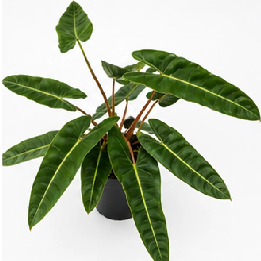Philodendron Billietiae – Tissue Culture