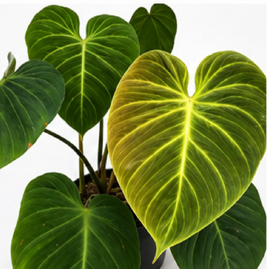 Philodendron El Choco Red – Tissue Culture