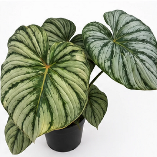 Philodendron Pastazanum Silver – Tissue Culture