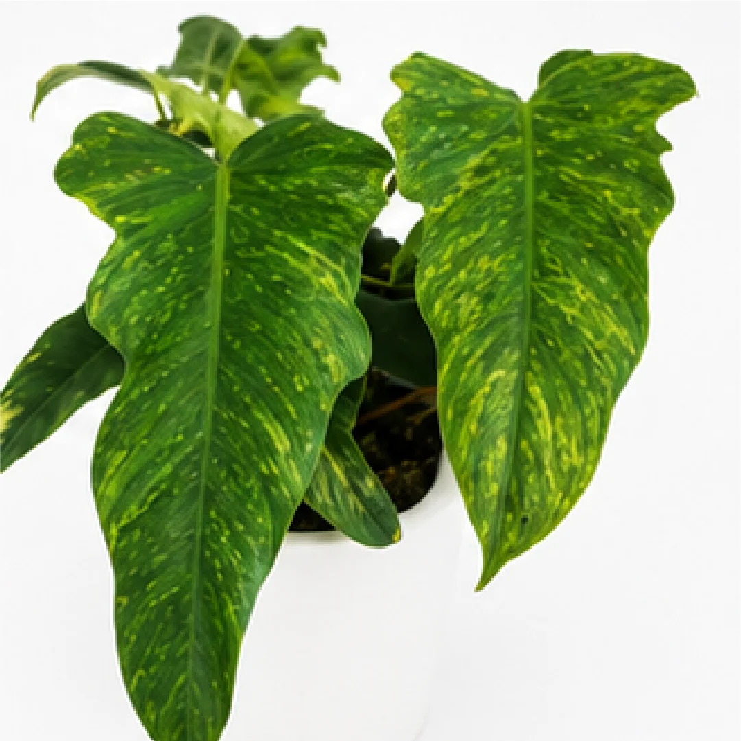 Philodendron Golden Dragon – Tissue Culture