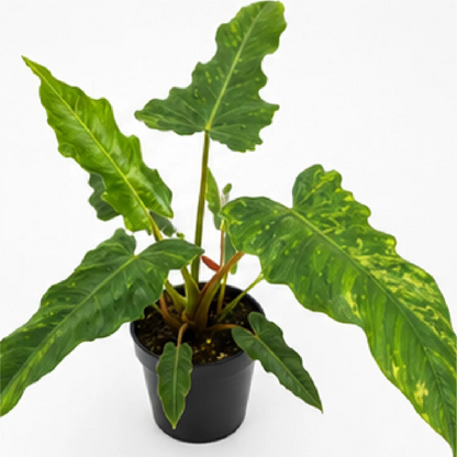 Philodendron Golden Dragon – Tissue Culture