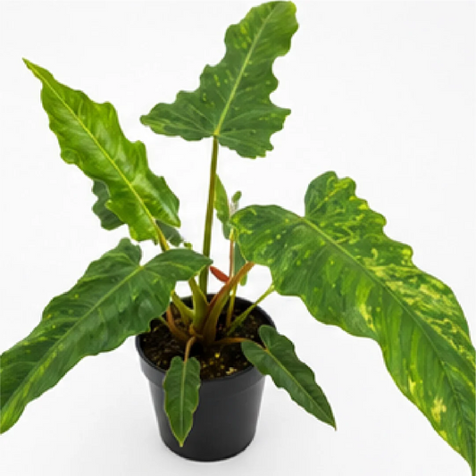 Philodendron Golden Dragon – Tissue Culture
