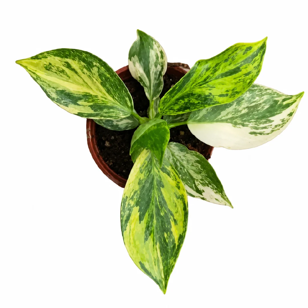 Philodendron White Wizard Aurea Var Tissue Culture