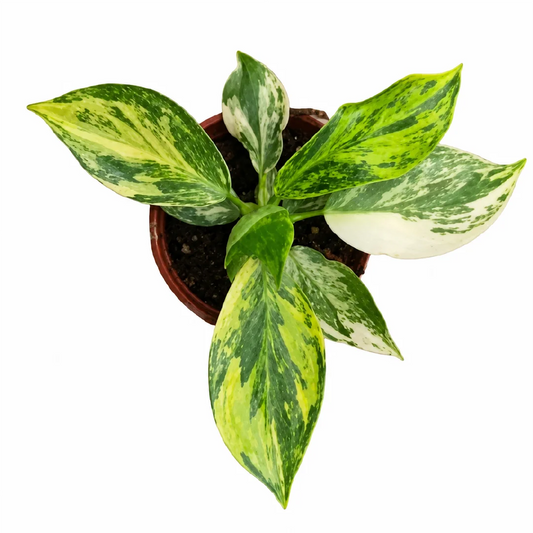Philodendron White Wizard Aurea Var Tissue Culture