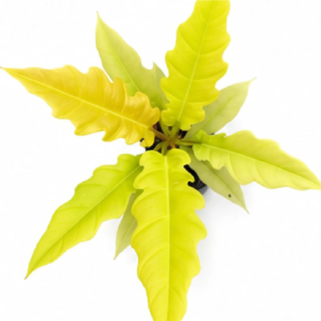 Philodendron Ring of Fire Gold / Philodendron Golden Crocodile – Tissue Culture
