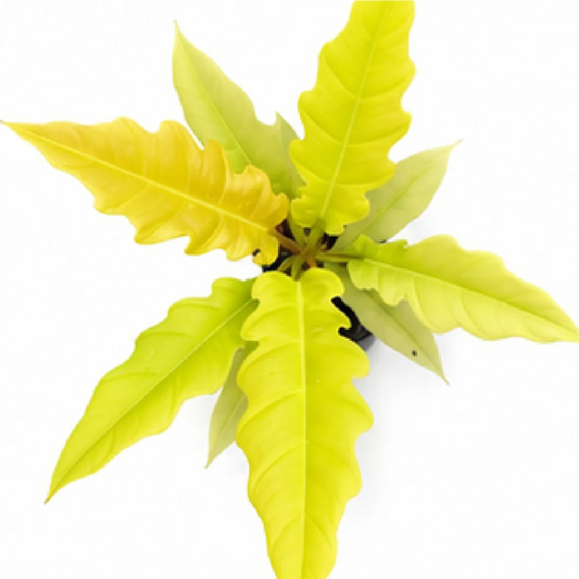Philodendron Ring of Fire Gold / Philodendron Golden Crocodile – Tissue Culture