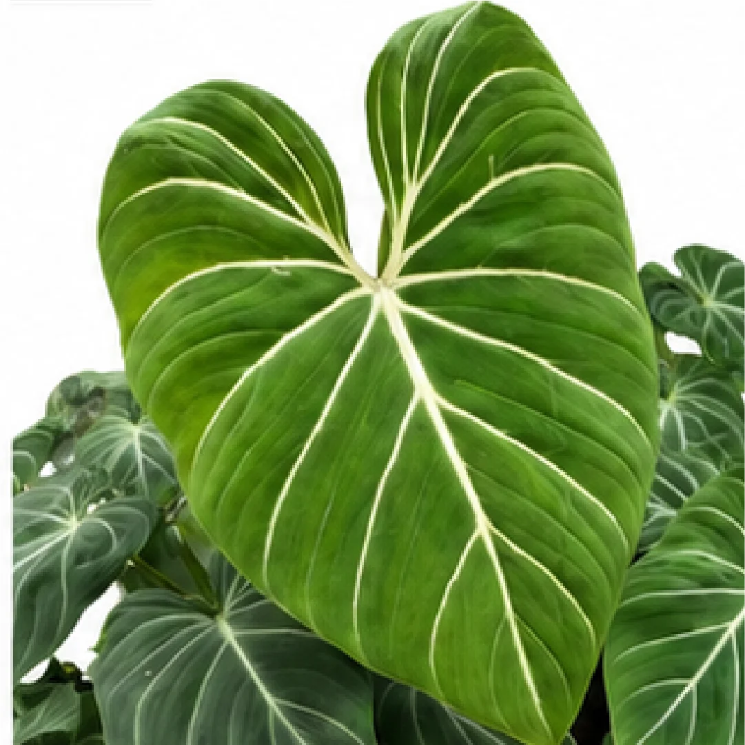 Philodendron Sodiroi – Tissue Culture