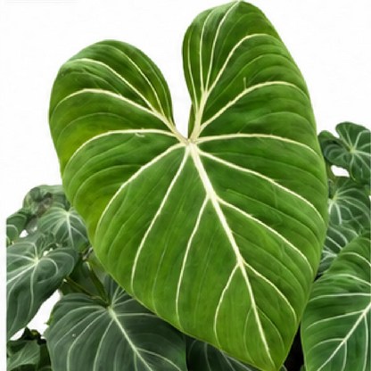 Philodendron Sodiroi – Tissue Culture