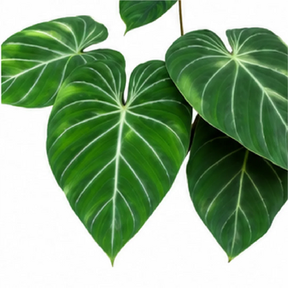 Philodendron Sodiroi – Tissue Culture