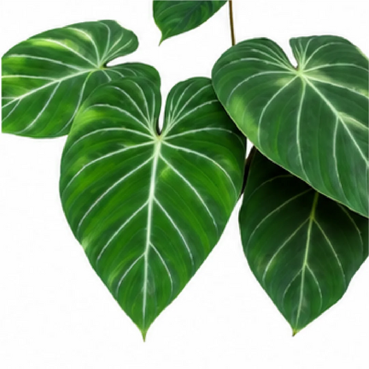Philodendron Gloriosum – Tissue Culture
