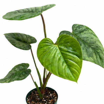 Philodendron Sodiroi – Tissue Culture