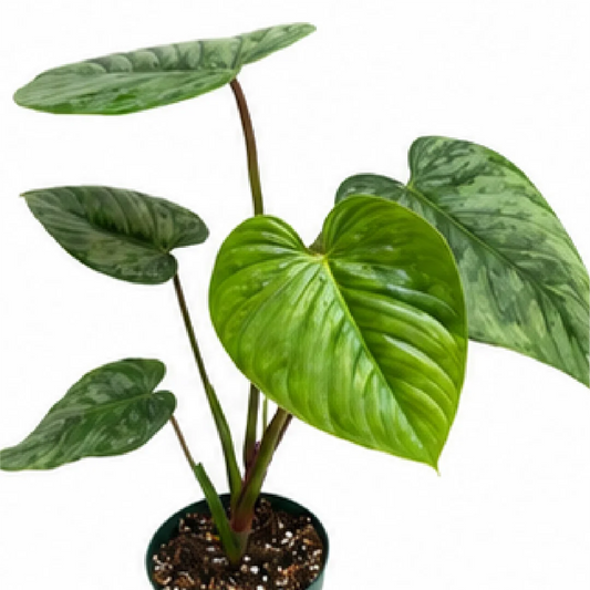 Philodendron Sodiroi – Tissue Culture