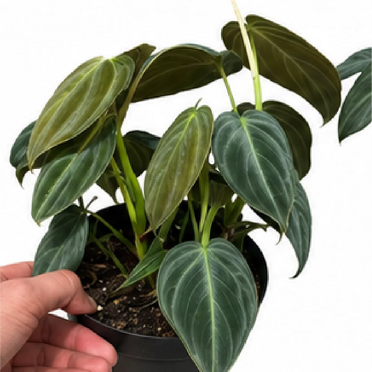 Philodendron Melanochrysum – Tissue Culture