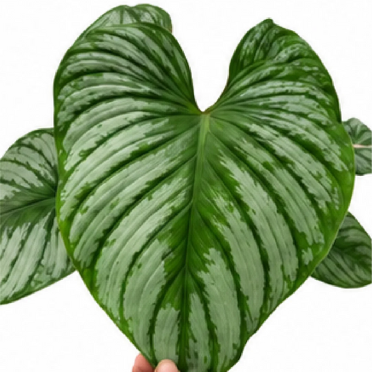 Philodendron Mamei – Tissue Culture