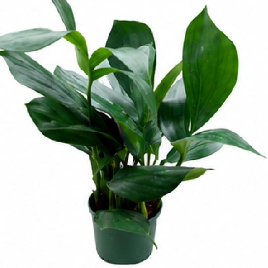 Philodendron Kylin Tail – Tissue Culture