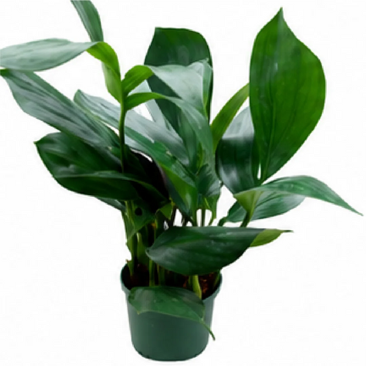 Philodendron Kylin Tail – Tissue Culture