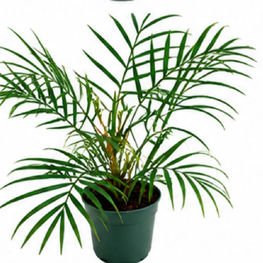 Philodendron Tortum – Tissue Culture