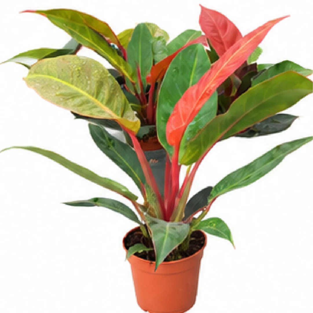 Philodendron Red Sun – Tissue Culture