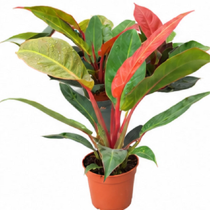 Philodendron Red Sun – Tissue Culture