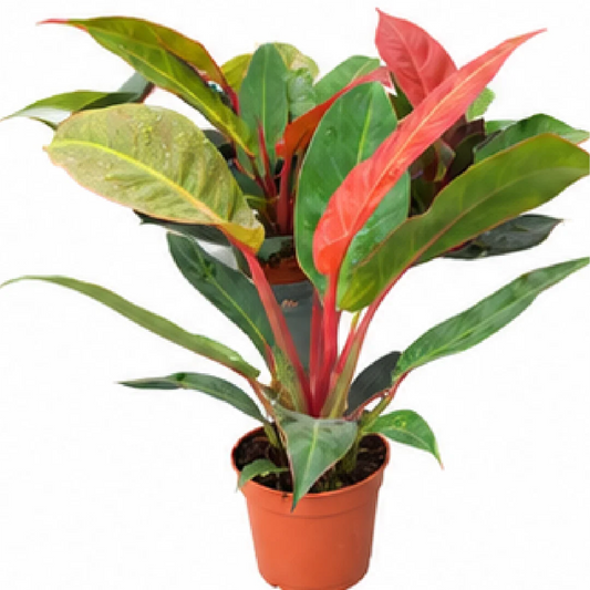 Philodendron Red Sun – Tissue Culture