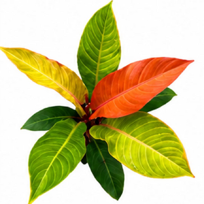 Philodendron Prince of Orange – Tissue Culture