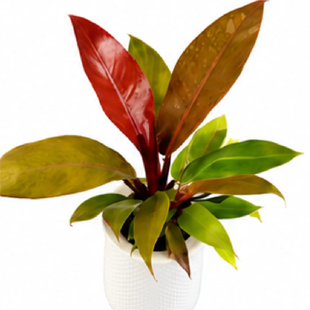 Philodendron Prince of Orange – Tissue Culture