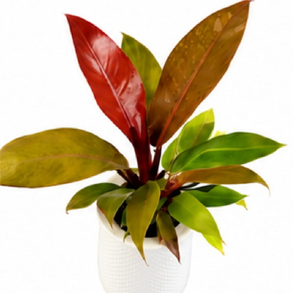 Philodendron Prince of Orange – Tissue Culture