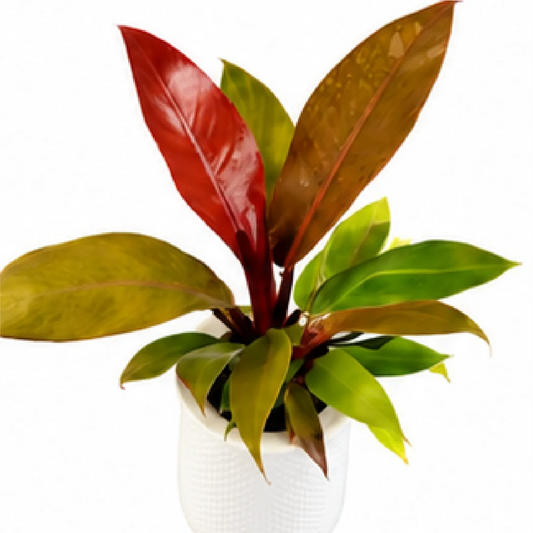 Philodendron Prince of Orange – Tissue Culture