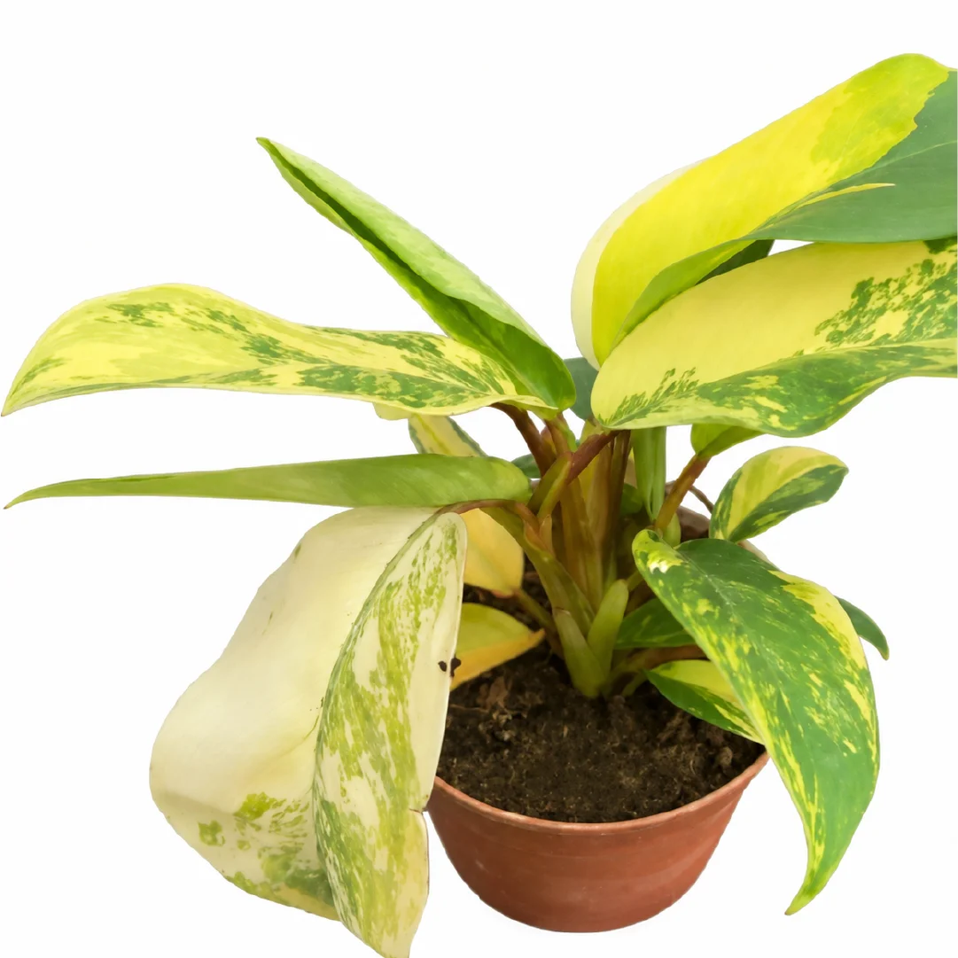 Philodendron Green Lemon Tissue Culture