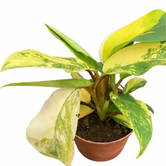 Philodendron Green Lemon Tissue Culture