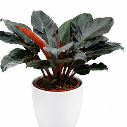Philodendron Imperial Red – Tissue Culture