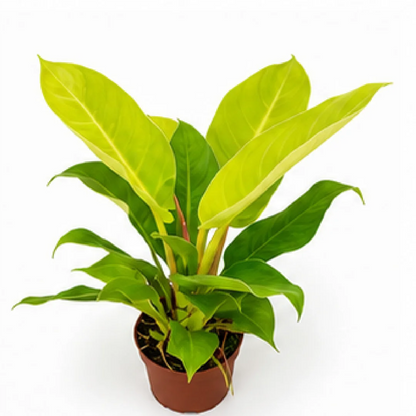 Philodendron Imperial Gold / Golden Emperor – Tissue Culture
