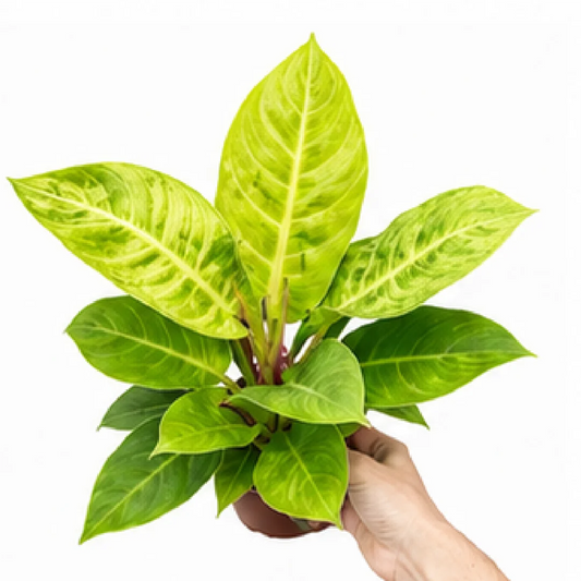 Philodendron Imperial Gold / Golden Emperor – Tissue Culture