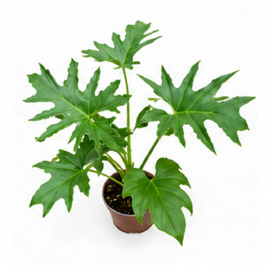 Philodendron Selloum Hope – Tissue Culture