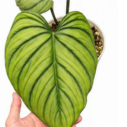 Philodendron Colombianum – Tissue Culture