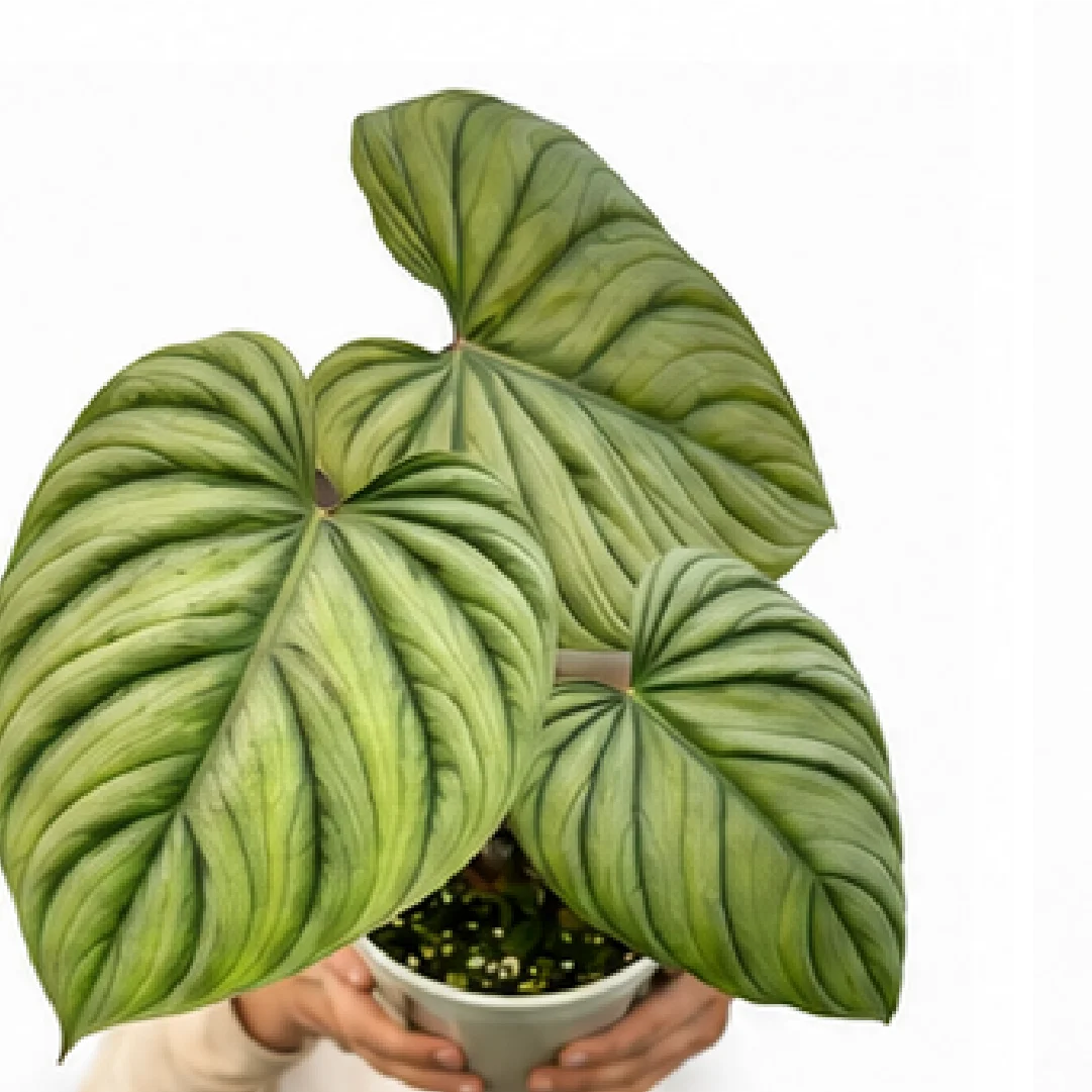 Philodendron Colombianum – Tissue Culture