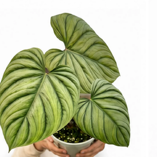 Philodendron Colombianum – Tissue Culture