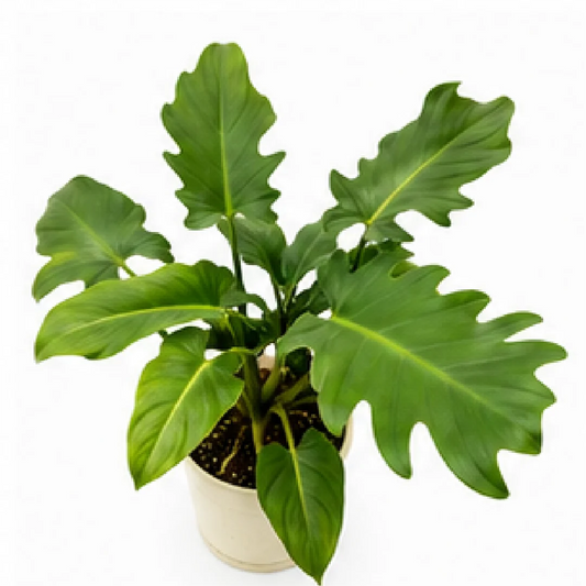 Philodendron Olympiad – Tissue Culture