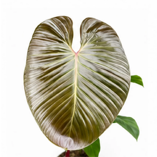 Philodendron Lynamii – Tissue Culture